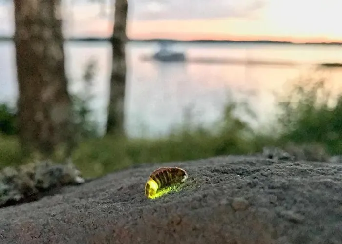 Koskenselkae Puumala